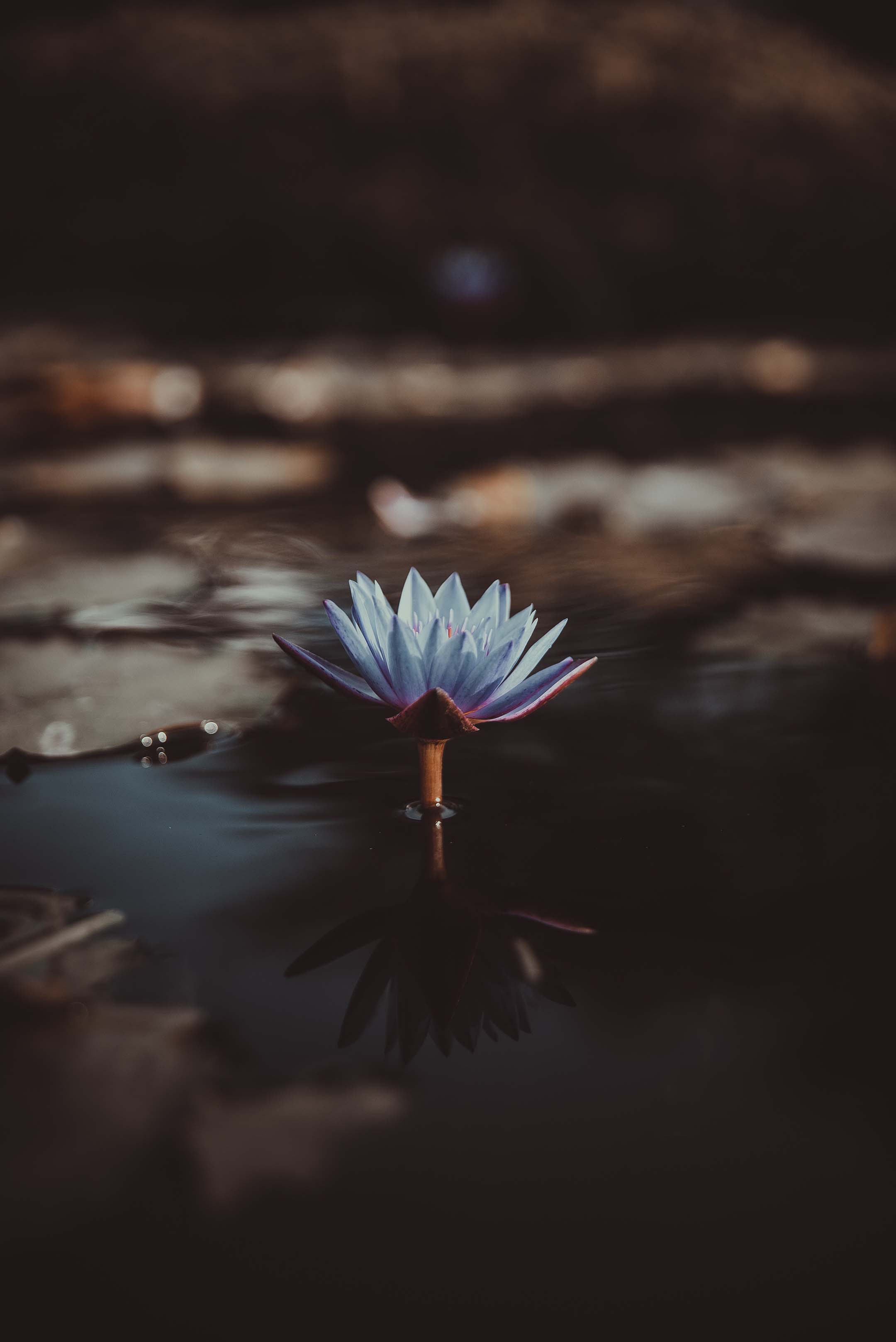 Lilly in a Pond