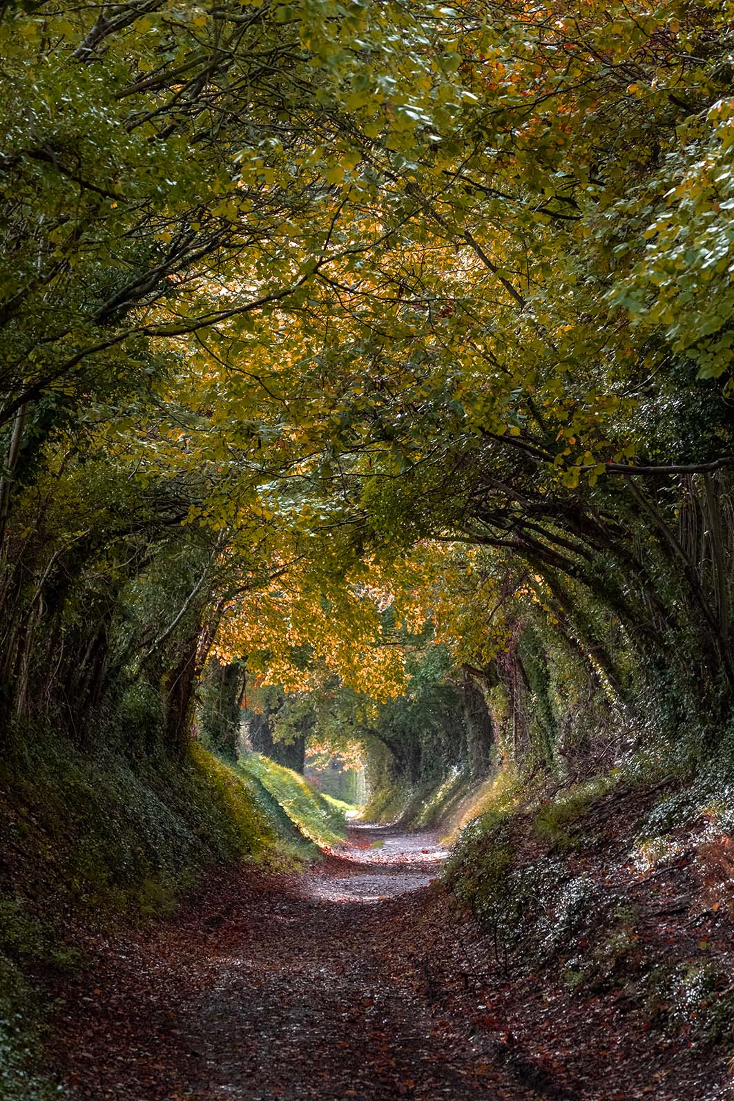 Path in Forest